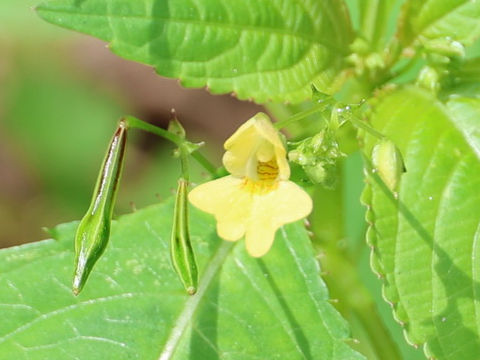 Impatiens parviflora