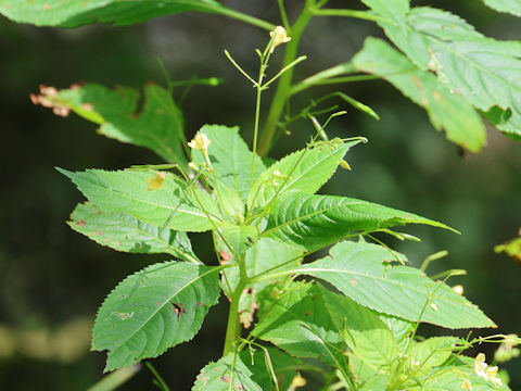 Impatiens parviflora