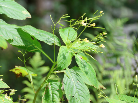 Impatiens parviflora