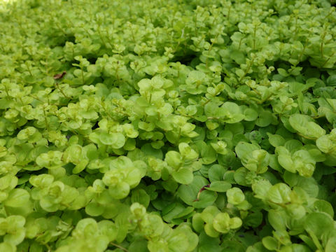 Lysimachia nummularia