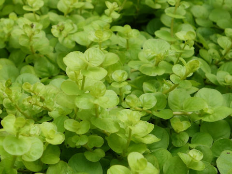 Lysimachia nummularia