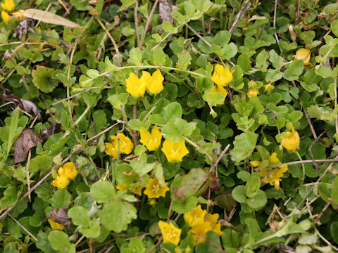 Lysimachia nummularia