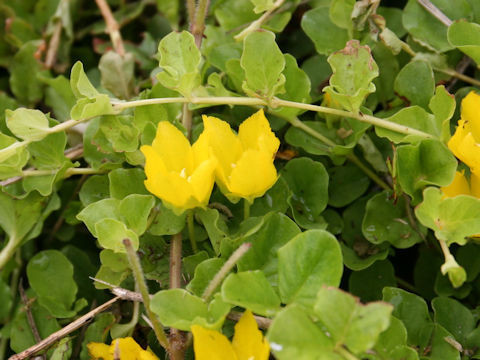 Lysimachia nummularia