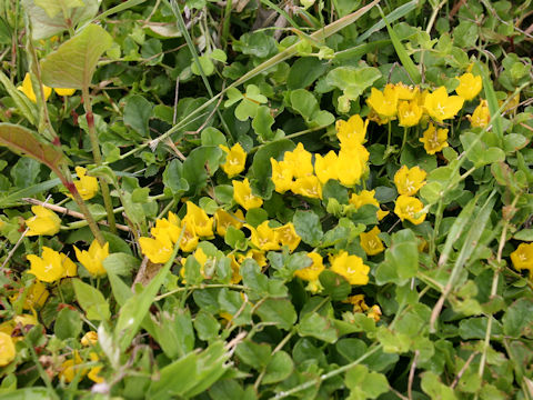 Lysimachia nummularia