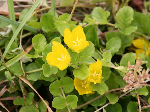 Lysimachia nummularia