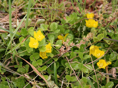 Lysimachia nummularia