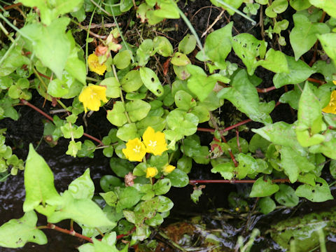 Lysimachia nummularia