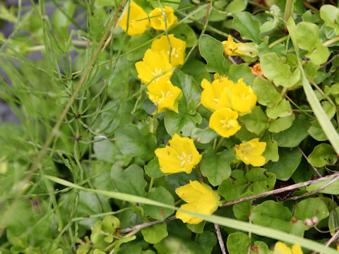 Lysimachia nummularia