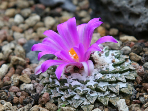 Ariocarpus kotschoubeyanus