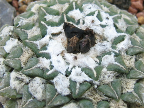 Ariocarpus kotschoubeyanus