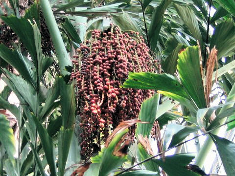 Caryota mitis