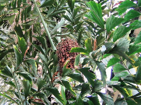 Caryota mitis