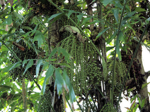 Caryota mitis