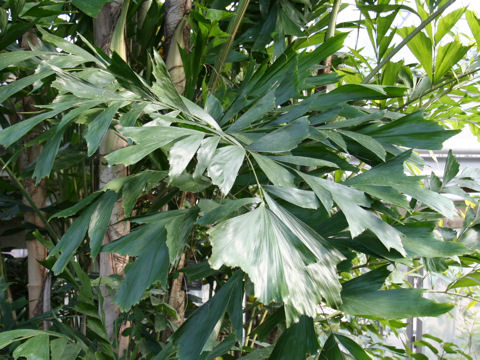 Caryota mitis