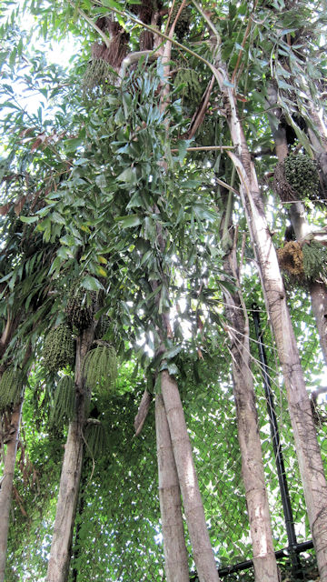 Caryota mitis