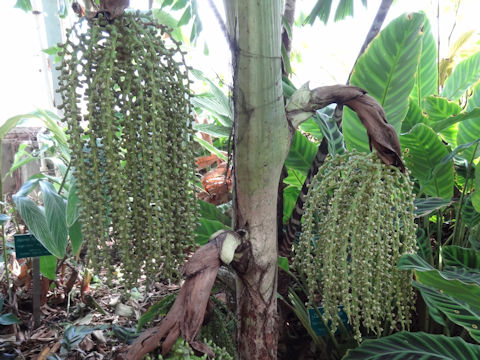 Caryota mitis