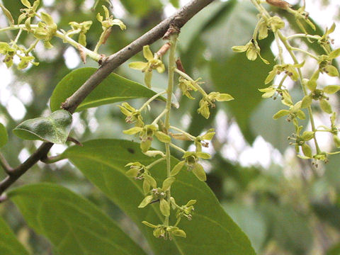 Orixa japonica