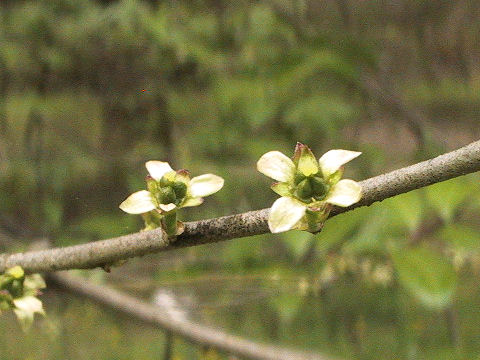 Orixa japonica