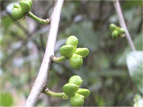 Orixa japonica