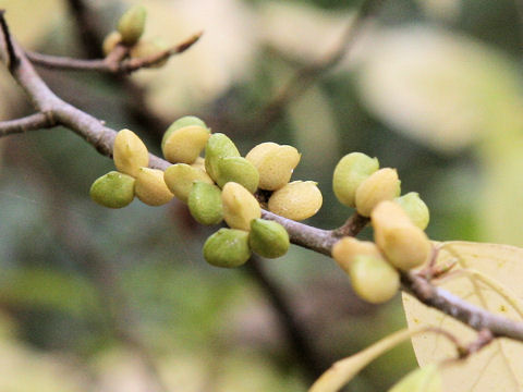 Orixa japonica