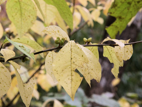 Orixa japonica