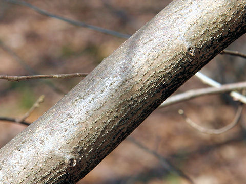 Orixa japonica