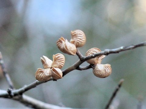 Orixa japonica