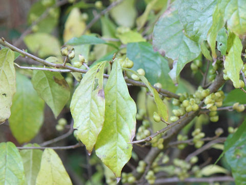 Orixa japonica