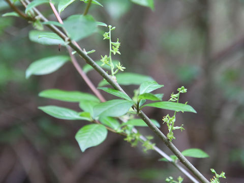 Orixa japonica