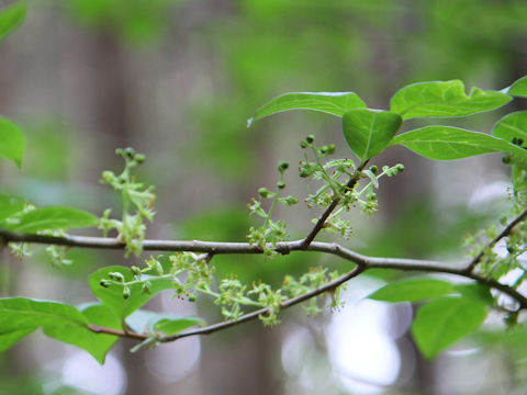 Orixa japonica