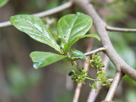 Orixa japonica