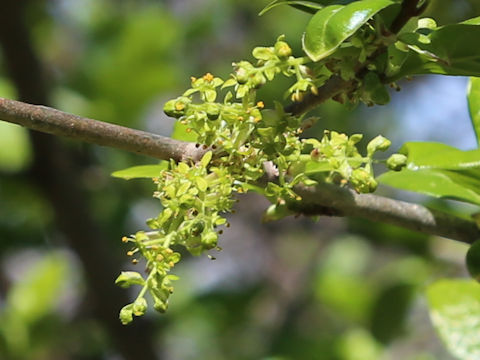 Orixa japonica