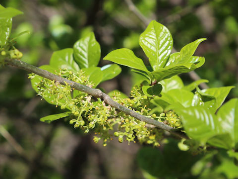Orixa japonica
