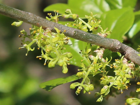 Orixa japonica