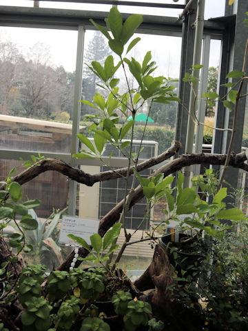 Euonymus carnosus