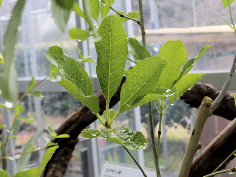 Euonymus carnosus