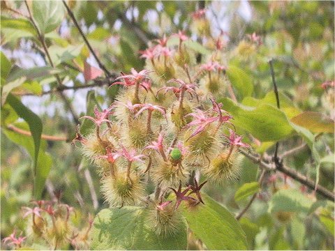 Kolkwitzia amabilis