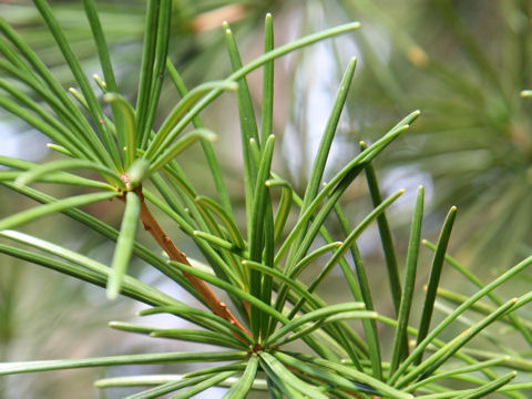 Sciadopitys verticillata