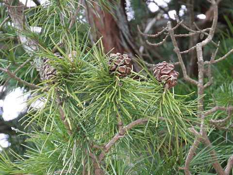 Sciadopitys verticillata