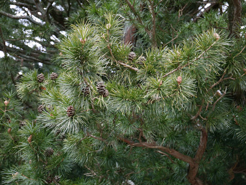 Sciadopitys verticillata