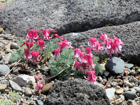 Dicentra peregrina