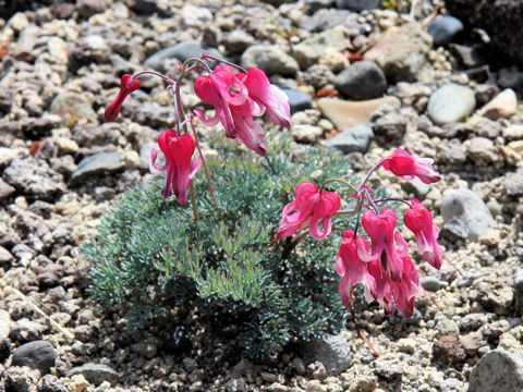 Dicentra peregrina