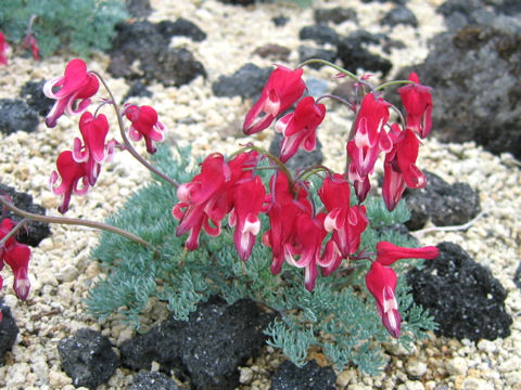 Dicentra peregrina