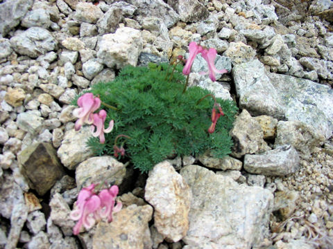 Dicentra peregrina