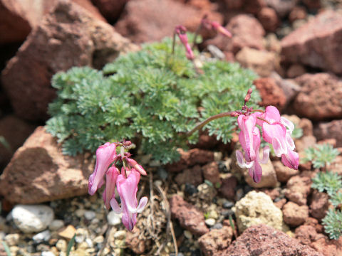 Dicentra peregrina