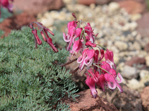 Dicentra peregrina