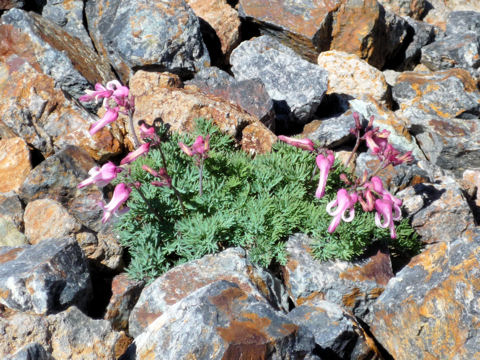 Dicentra peregrina