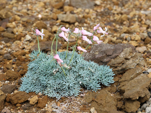 Dicentra peregrina