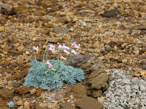 Dicentra peregrina