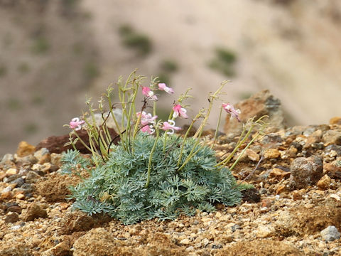 Dicentra peregrina